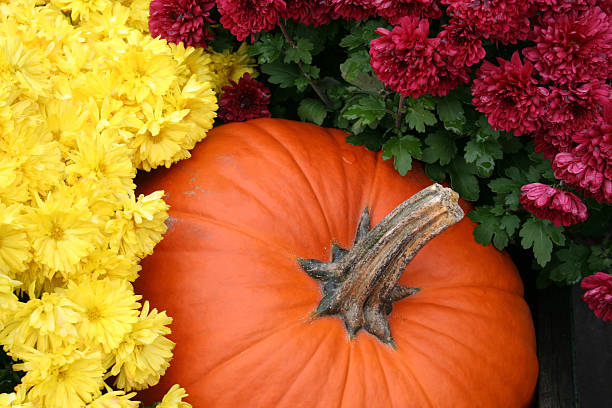 Autumn Display  single flower flower autumn pumpkin stock pictures, royalty-free photos & images