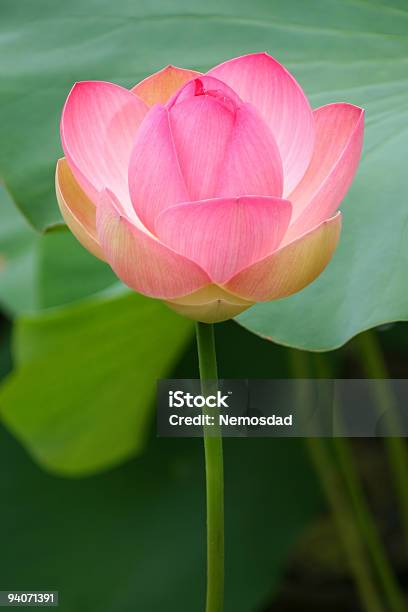 Foto de Lótus Rosa e mais fotos de stock de Arbusto - Arbusto, Beleza natural - Natureza, Botânica - Assunto