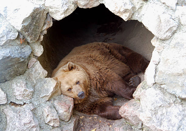 сонливая пустота - cave bear стоковые фото и изображения