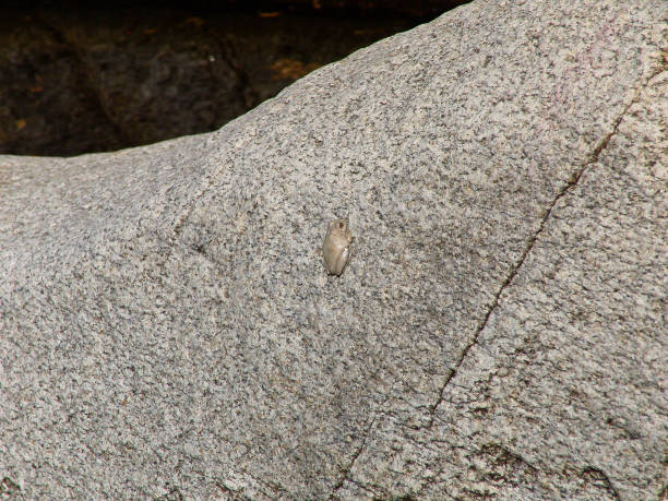 Canyon Tree Frog on White Granite Ash creek runs through a canyon of white granite boulders in the Little Rincon Mountains of Arizona.  On April 22, 2004, I found these Canyon Tree Frogs blending into the white boulders where they basked in the full sun on a cloudless day.  This frog will change color to blend into the surroundings. michael stephen wills texture stock pictures, royalty-free photos & images