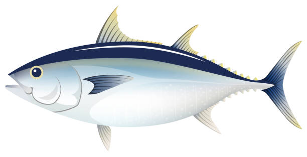 голубой тунец, изолированный на белом фоне. - tuna stock illustrations