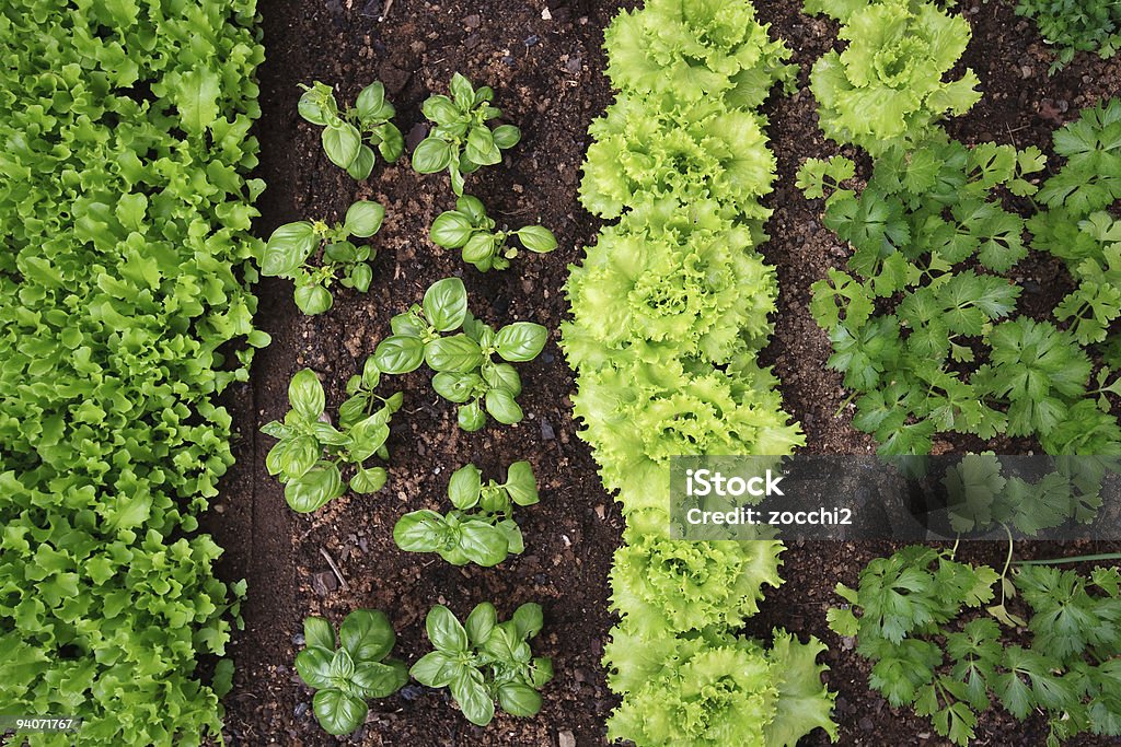 채소 정원 - 로열티 프리 야채 가든 스톡 사진