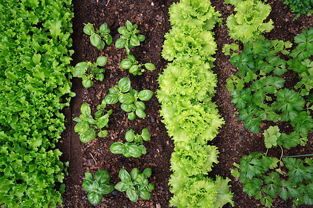 채소 정원 - vegetable plant 뉴스 사진 이미지