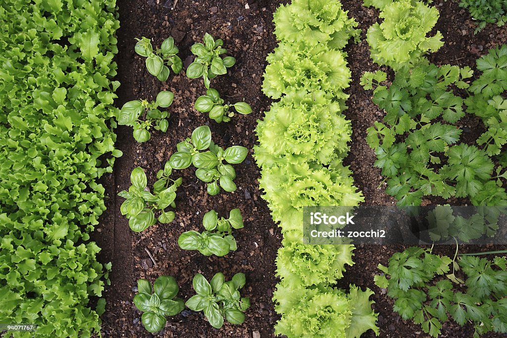 vegetable garden vegetable garden seen from above, with small seedlings of lettuce, parsley, and basil. Vegetable Garden Stock Photo