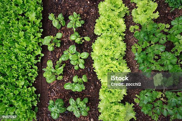 Vegetable Garden Stock Photo - Download Image Now - Vegetable Garden, Vegetable, Planting