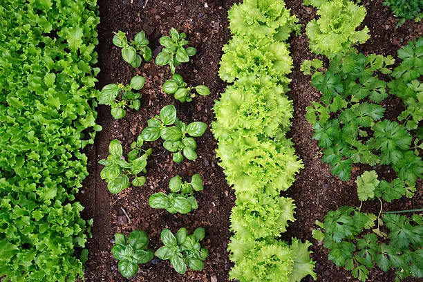 vegetable garden seen from above, with small seedlings of lettuce, parsley, and basil.