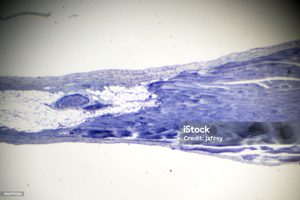 skeletal muscle longitudinal section in microscopy Abstract Stock Photo