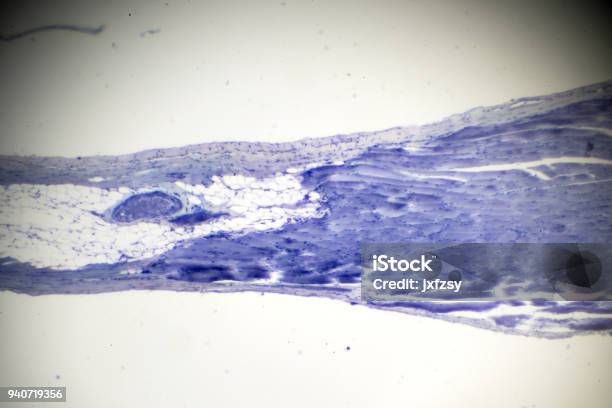 Skeletal Muscle Longitudinal Section In Microscopy Stock Photo - Download Image Now - Abstract, Anatomy, Animal