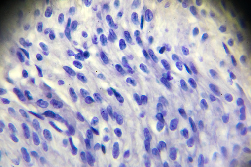 musculus cardiacus cells section under microscopy
