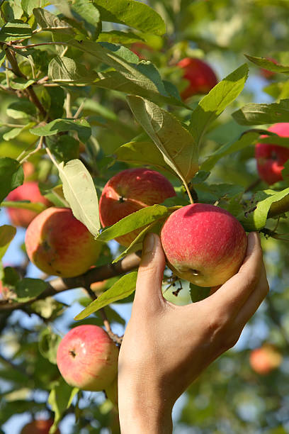 istock A person picking a ripe red apple from a tree 94072072