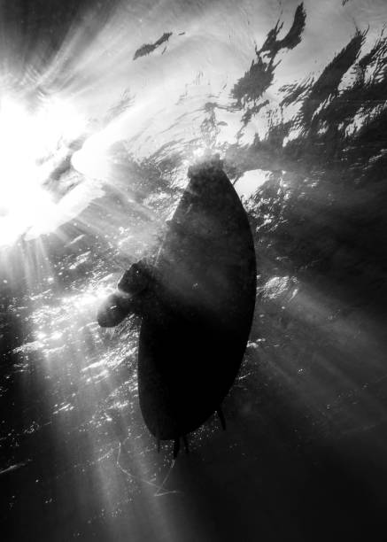 Underwater view of a surfer