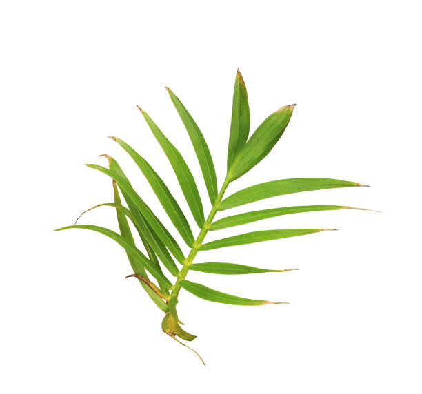 istock green leaf of palm tree isolated on white background 940730796
