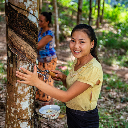 Laotian woman collecting a latex from a rubber tree in Northern Laos. Latex is a milky fluid found in many plants, The latex of the rubber tree is the chief source of natural rubber.