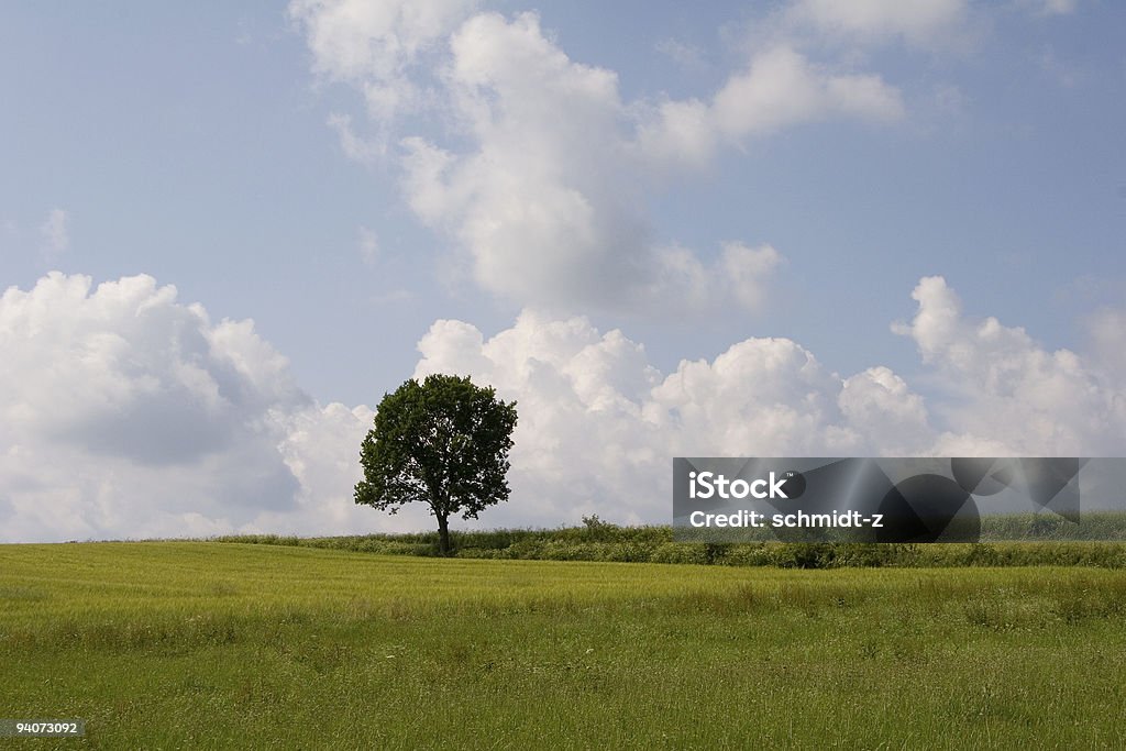 Árvore solitária - Royalty-free Agricultura Foto de stock