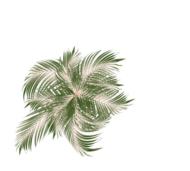 istock Green leaf of palm tree on white background 940731180