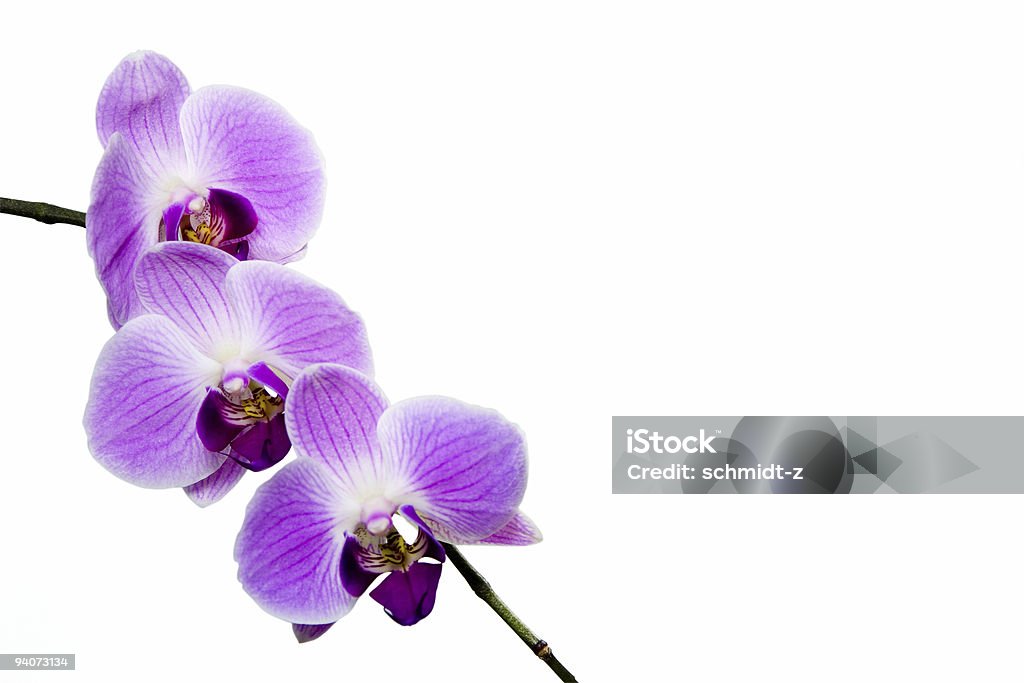 Orchidée, isolé sur blanc avec un Tracé de détourage et espace de copie - Photo de Blanc libre de droits