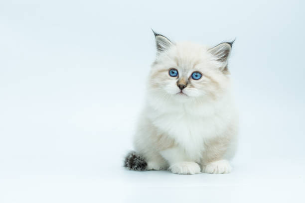 istock Portrait of Siberian kitten, studio shoot 940738624