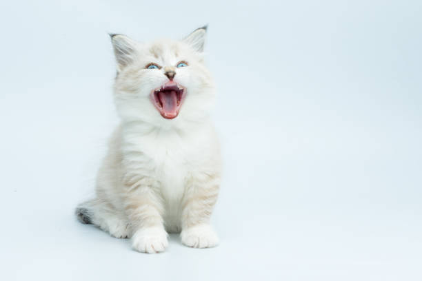 istock Portrait of Siberian kitten, studio shoot 940738652