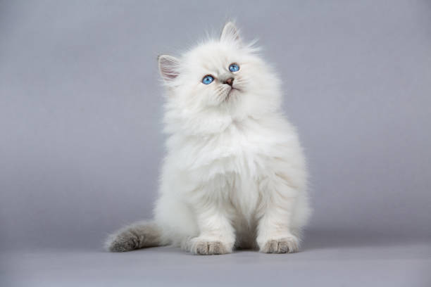 istock Portrait of Siberian kitten, studio shoot 940738656