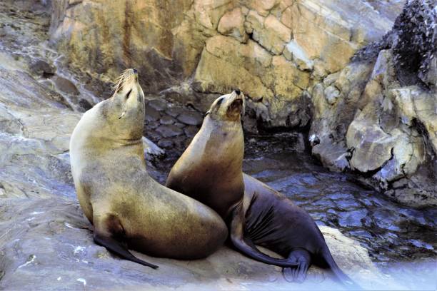 Two sea lions are lying on the rocks, heads up. Created in Sea World Orlando, 12/30/2017