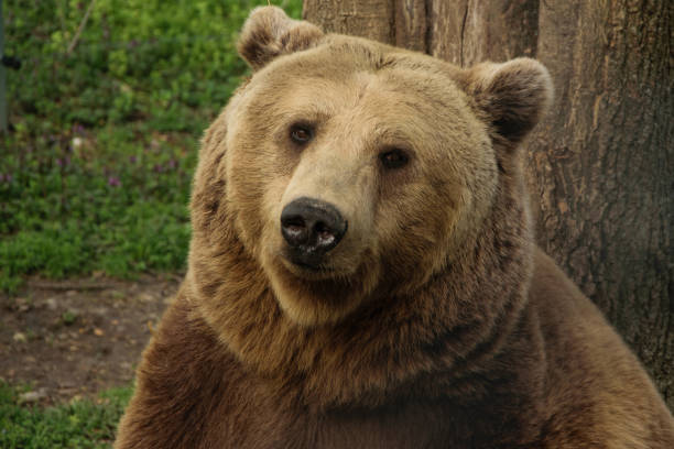 istock Portrait of brown bear sitting near the tree 940741380