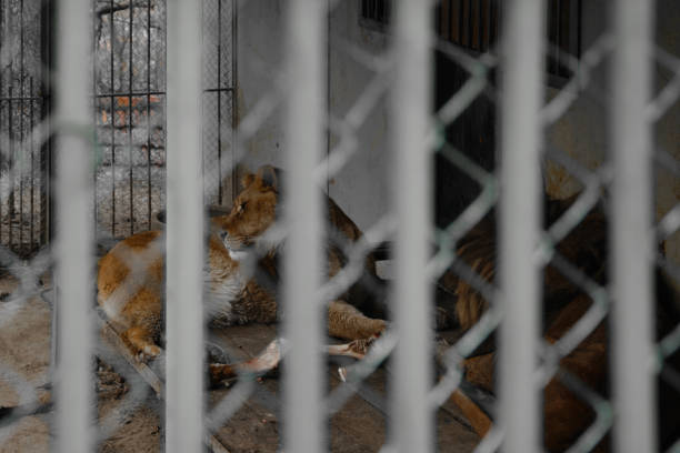 coppia di leoni rinchiusi nella gabbia, concetto - le cattive condizioni di vita del re della savana - lion mane strength male animal foto e immagini stock