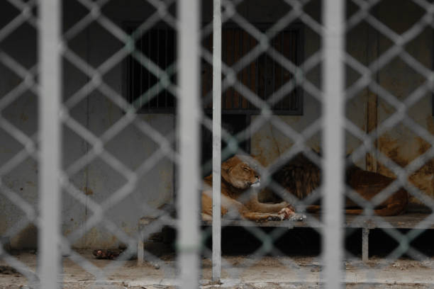 coppia di leoni rinchiusi nella gabbia, concetto - le cattive condizioni di vita del re della savana - lion mane strength male animal foto e immagini stock