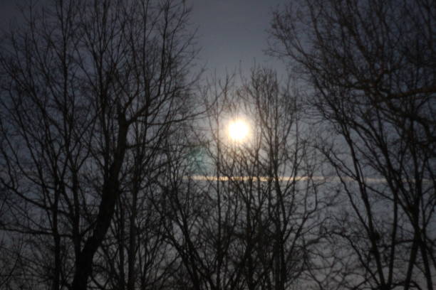 Spring night Moon shines in the trees wellen stock pictures, royalty-free photos & images