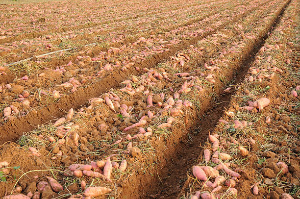 boniato - plowed field field fruit vegetable fotografías e imágenes de stock