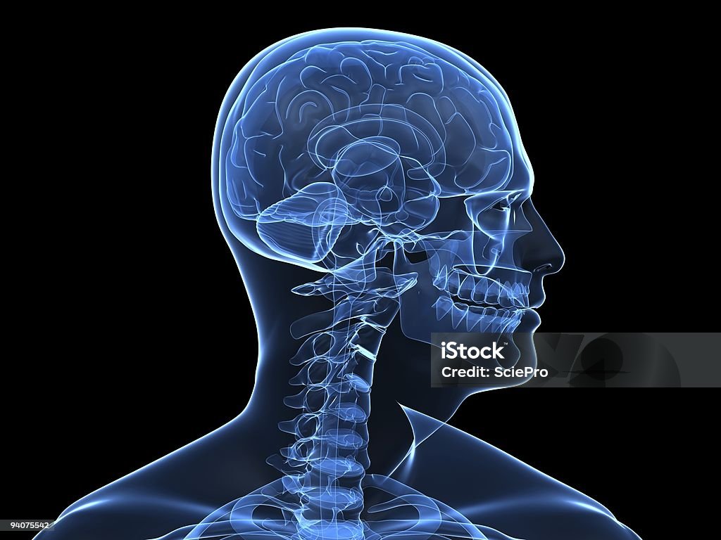 human brain  Anatomy Stock Photo