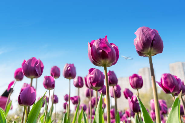purple tulip flowers blossom in spring with blue sky