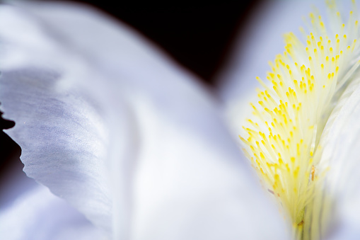 Close-up image of white iris petals and yellow stigma. White flower petals have a soft appearance with a black background.