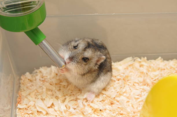 Hamster drinking water  rodent bedding stock pictures, royalty-free photos & images