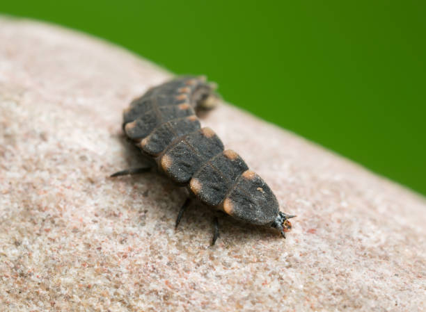 istock Common glow-worm, Lampyris noctiluca larva on rock 940765020