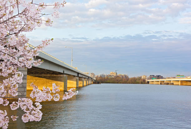 istock Panorama of Washington DC with blossoming cherry tree flowers. 940768182