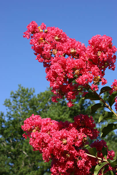 Early Morning Crepe Myrtle