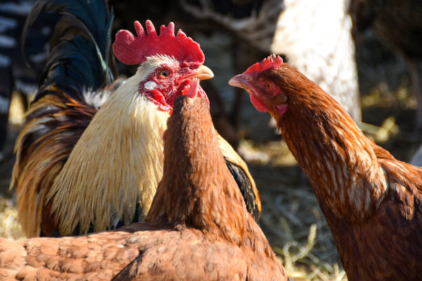 istock Farmer courtyard cock and chicken talking 940773460