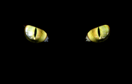 100+ Black Cat Pictures | Download Free Images on Unsplash