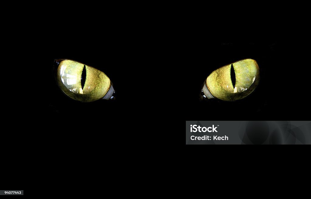 cat  Domestic Cat Stock Photo