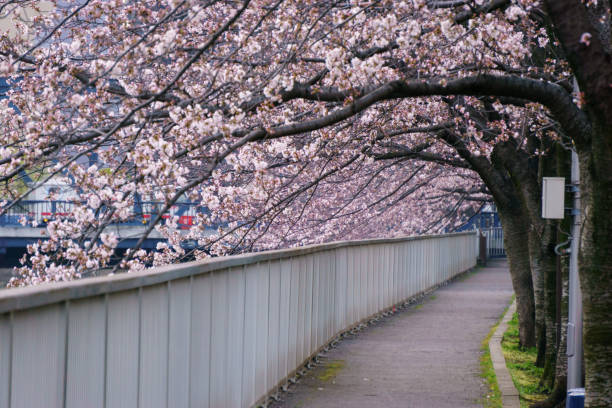 istock Cherry blossoms in Japan 940775796