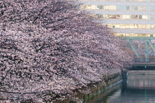 istock Cherry blossoms in Japan 940775898