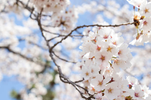 istock Closed up of flower sakura (cherry) blossom on blue sky background 940776318
