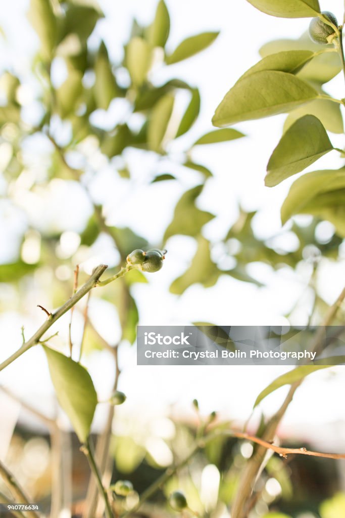 Navel Orange Tree Navel Orange Tree with green navel oranges buds in South Florida. Agriculture Stock Photo