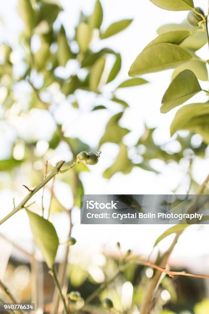 Navel Orange Tree Stock Photo - Download Image Now - Agriculture, Autumn, Branch - Plant Part