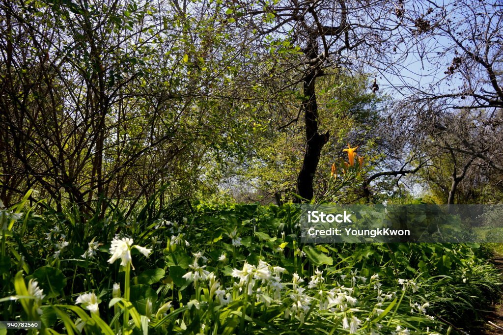 Forest sweet. The spring is sleeping in the forest, I thought the earth remember me. Forest Stock Photo