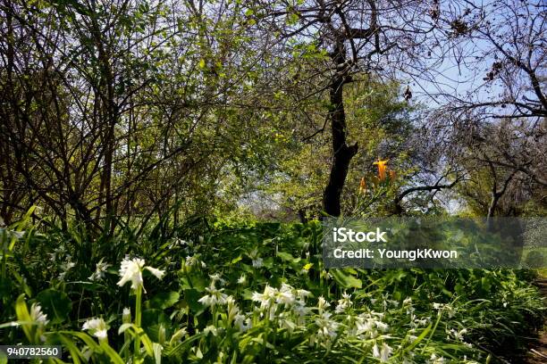 Forest Sweet Stock Photo - Download Image Now - Forest, Horizontal, Nature