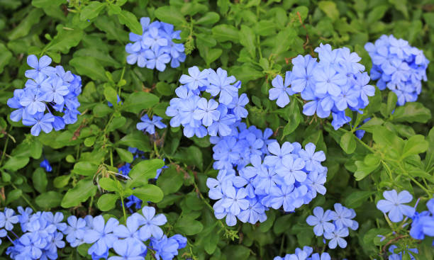 istock Violet flowers in the summer garden. 940783098