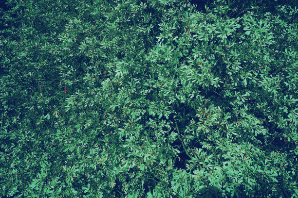 istock vintage photography effect - many of forest green leaves background pattern 940783132