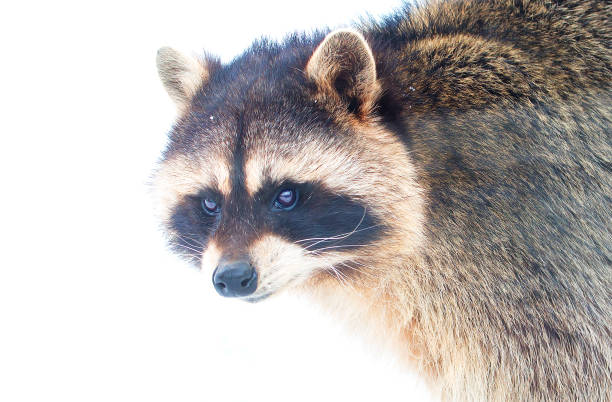 istock Raccoon, or American raccoon. 940788964