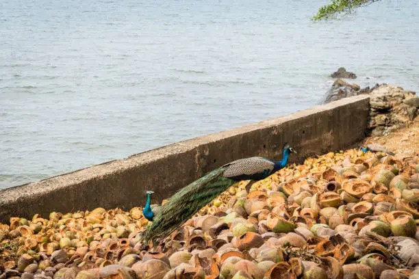 Photo of Flock of colorful peacocks walking on coastal rocks of Mediterranean sea